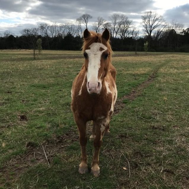 Peanut is our smallest lesson horses but he thinks he’s the largest! Peanut is new to our program but is already working his way into our hearts! Peanut is an advanced beginner lesson horse.